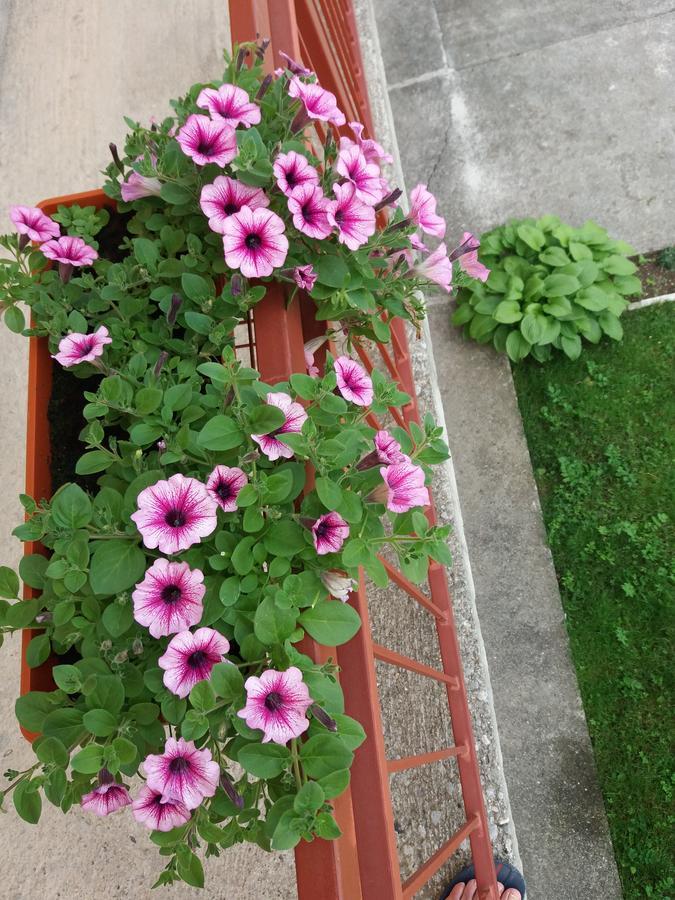 Apartments Mirkovic Цетинє Екстер'єр фото